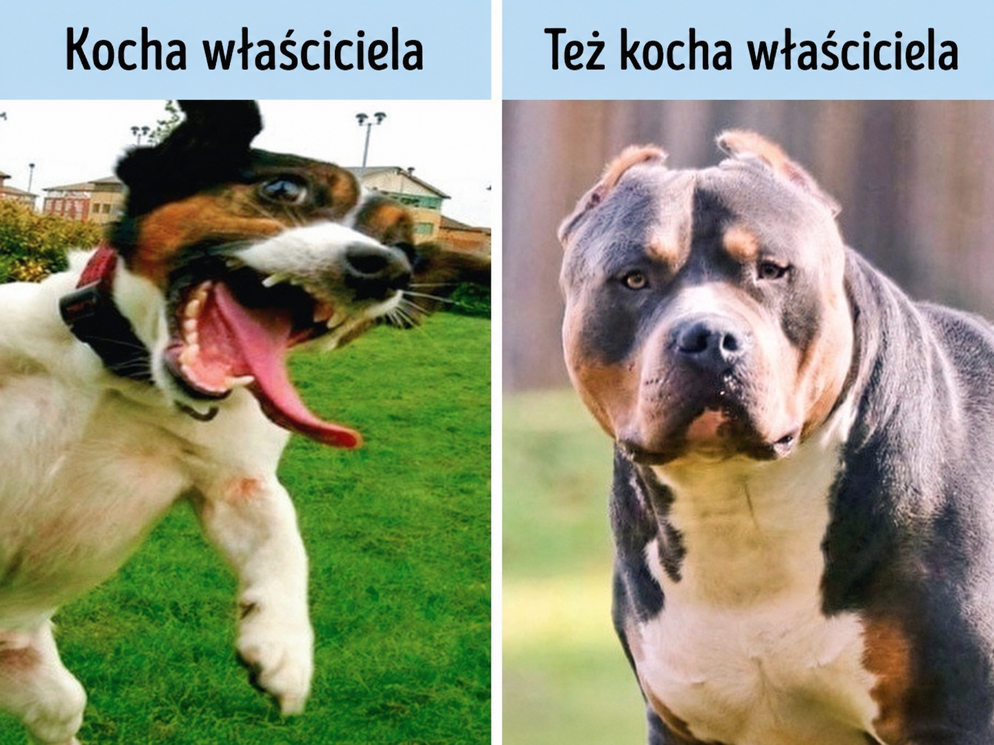 7. Jeśli pies jest podekscytowany po powrocie właściciela, znaczy to, że bardzo go kocha