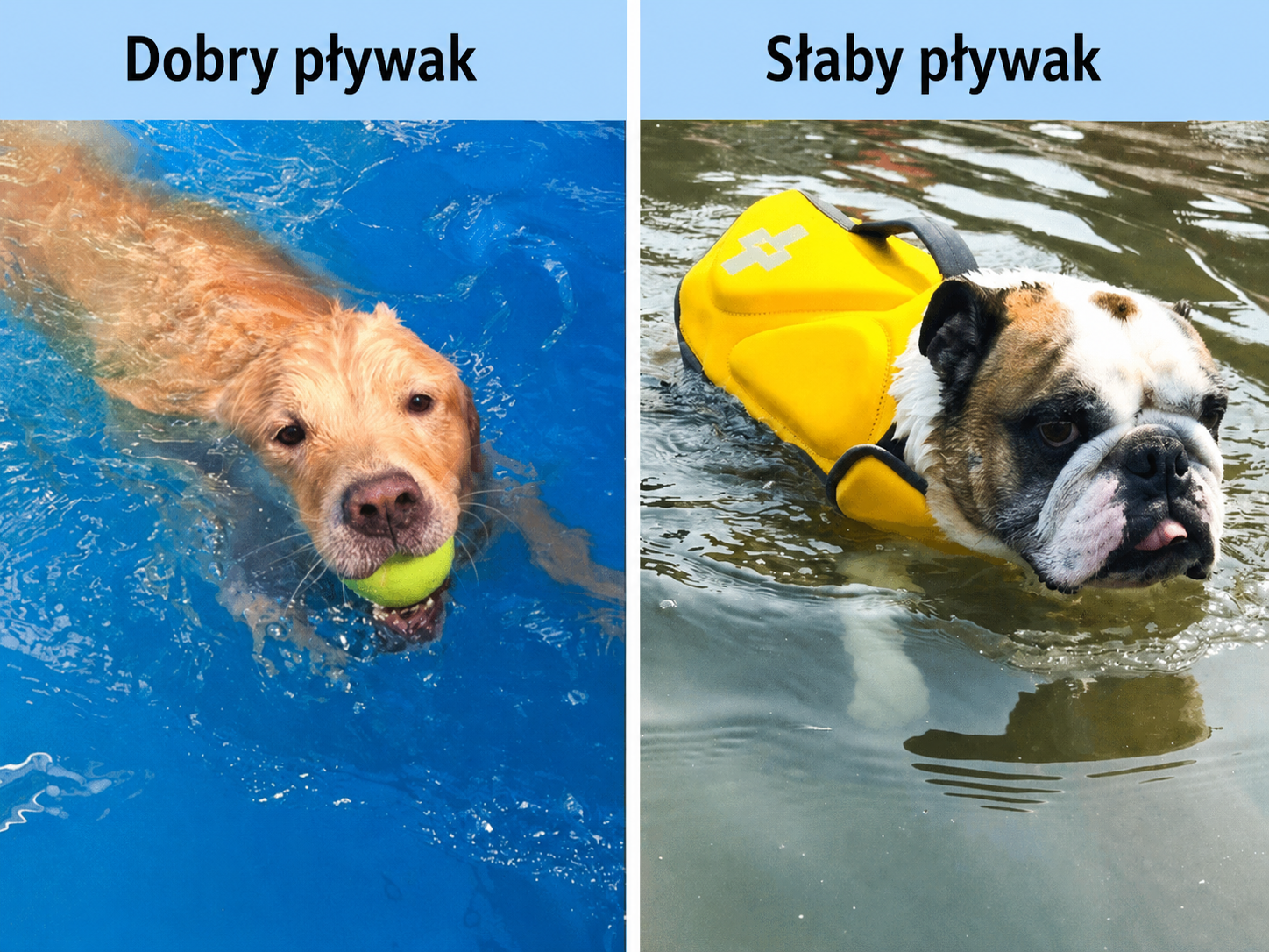8. Każdy pies uwielbia pływać