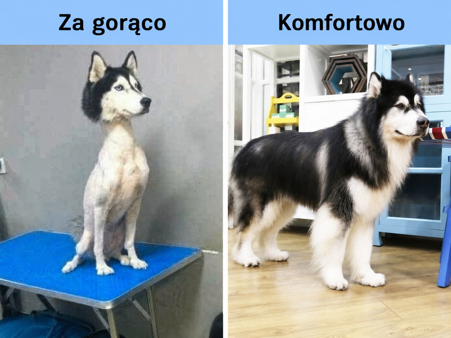 4. Psy z puszystą sierścią powinny być strzyżone latem aby nie było im gorąco