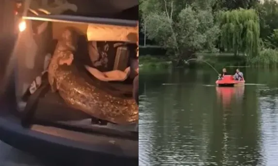 Znamy koniec historii suma z jeziorka Balaton. Jest "happy end" Zdjęcie główne wpisu