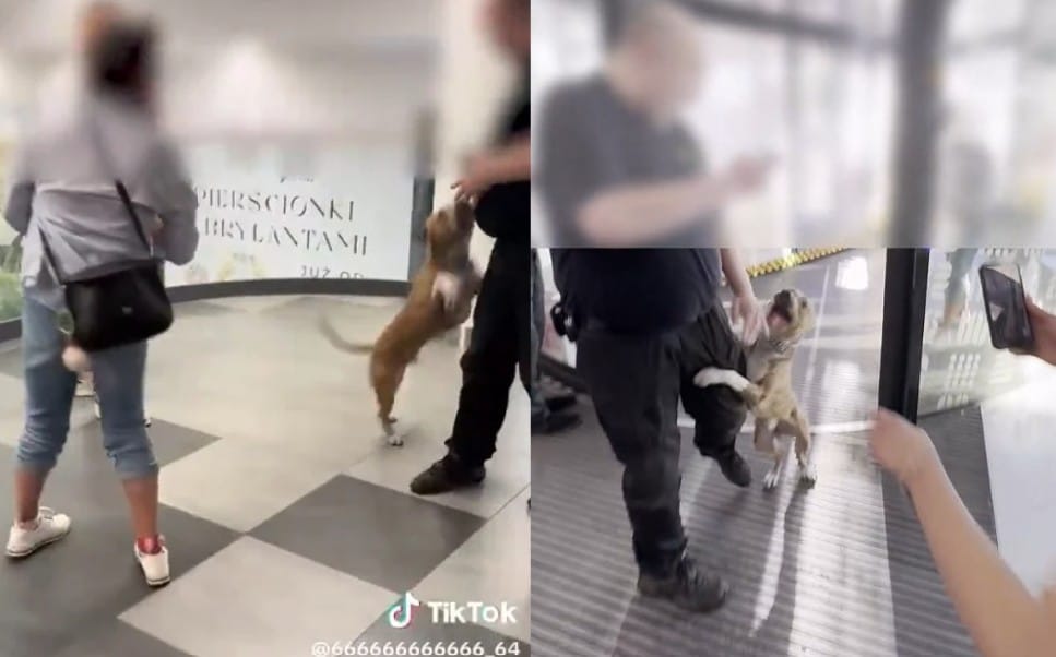 Krzyczała „Bierz go" i szczuła psem w Galerii Młociny. Pies nie był jej, a kobieta trafiła do szpitala Zdjęcie główne wpisu