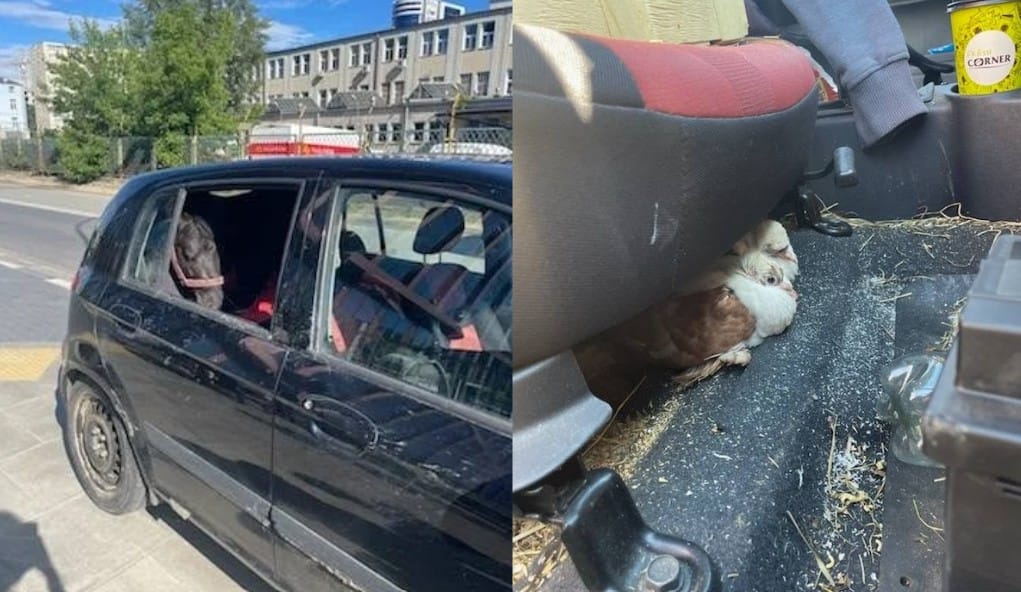 Kucyk i dwa gołębie zamknięte w aucie w Warszawie. Właściciel zwierząt zatrzymany przez policję Zdjęcie główne wpisu