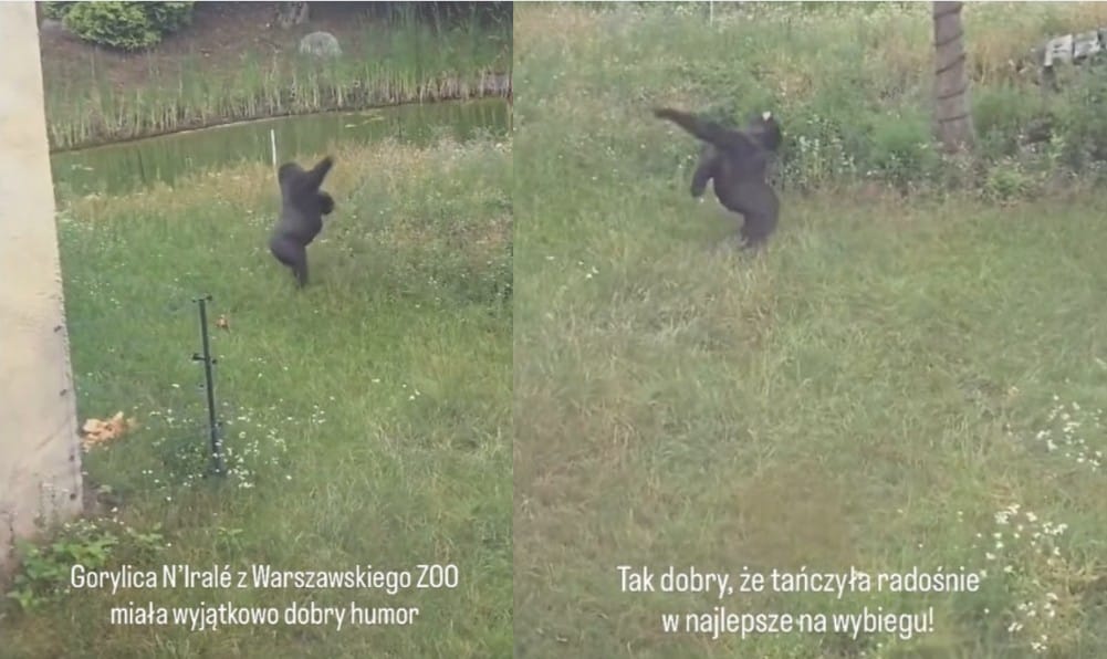 Gorylica z warszawskiego ZOO zatańczyła ze szczęścia. Reakcja samca Aziziego stała się hitem [WIDEO] Zdjęcie główne wpisu