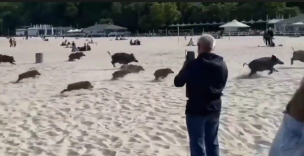 Dziki zrobiły sobie rajd po plaży w Gdyni. Biegały między plażowiczami. Zdjęcie wpisu