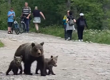 Nagranie rodziny niedźwiedzi na popularnym tatrzańskim szlaku. Apel do turystów o ostrożność Zdjęcie wpisu
