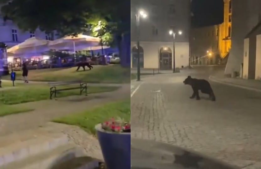 Niedźwiedź w centrum Przemyśla. Pełna mobilizacja służb, w sieci pojawiły się nagrania Zdjęcie wpisu