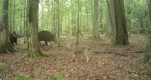 Unikatowe nagranie z Puszczy Białowieskiej. Uchwycono atak wilków na żubry