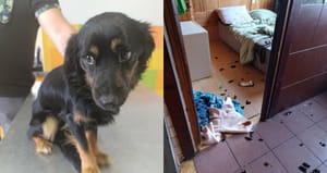 Zostawiła psy same w domu na 3 tygodnie i wyjechała na wakacje. Zapadł wyrok w bulwersującej sprawie z Nakielnicy