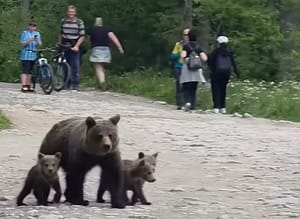 Nagranie rodziny niedźwiedzi na popularnym tatrzańskim szlaku. Apel do turystów o ostrożność