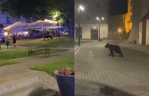 Niedźwiedź w centrum Przemyśla. Pełna mobilizacja służb, w sieci pojawiły się nagrania