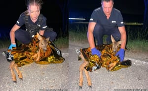 Potrącona sarna leżała przy drodze. Policjanci z Trzebnicy nie zostawili jej bez pomocy