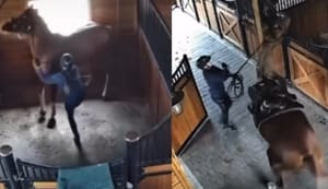 Sędzia jeździecka kopała i biła konia batem. Nagrania trafiły do sieci, sprawą zajmie się prokuratura