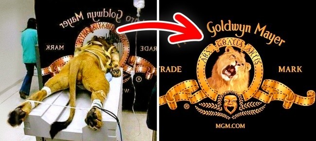  Metro Goldwyn Mayer