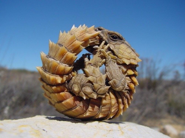 Jaszczurka Armadillo