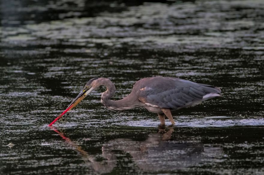 "W 2050 roku praktycznie każdy żyjący ptak będzie jadł plastik"