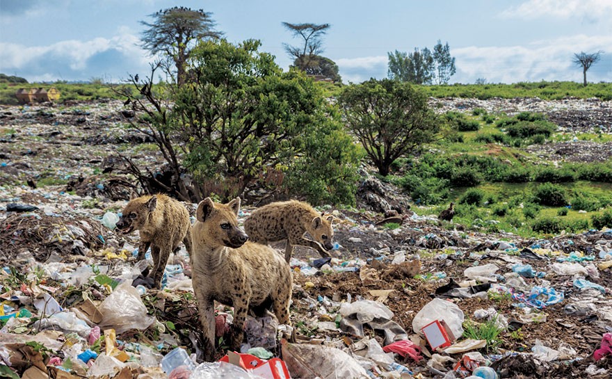 Zdjęcie z Harar (Etiopia) odbiega od obrazów Afryki, do których przyzwyczaiły nas filmy przyrodnicze.