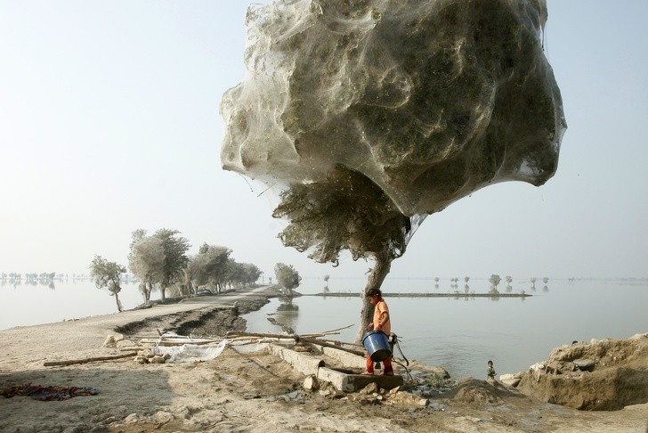  Drzewa po powodzi w Sindh w Pakistanie