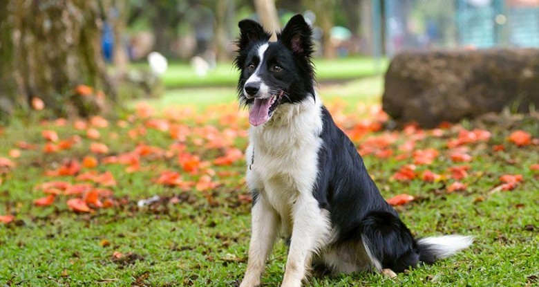 Panna - Border Collie