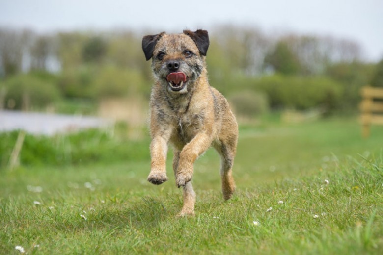 Skorpion - Border Terrier