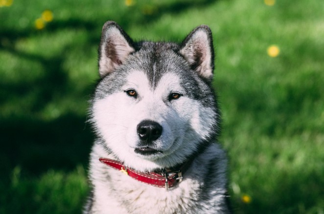 Koziorożec - Husky