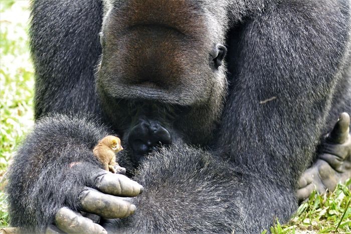 „Lemur wcale nie bał się olbrzymiego goryla, poruszając się przy nim całkowicie swobodnie.”