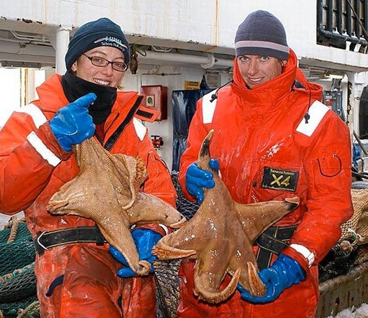 Te wielkie rozgwiazdy odnaleziono na Antarktydzie