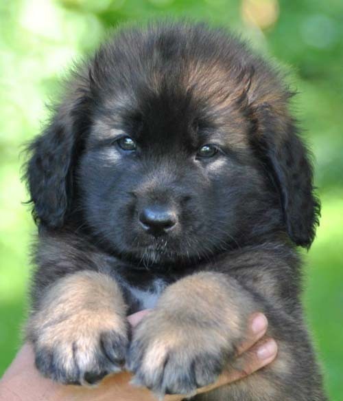 10 Leonberger SZCZENIAK