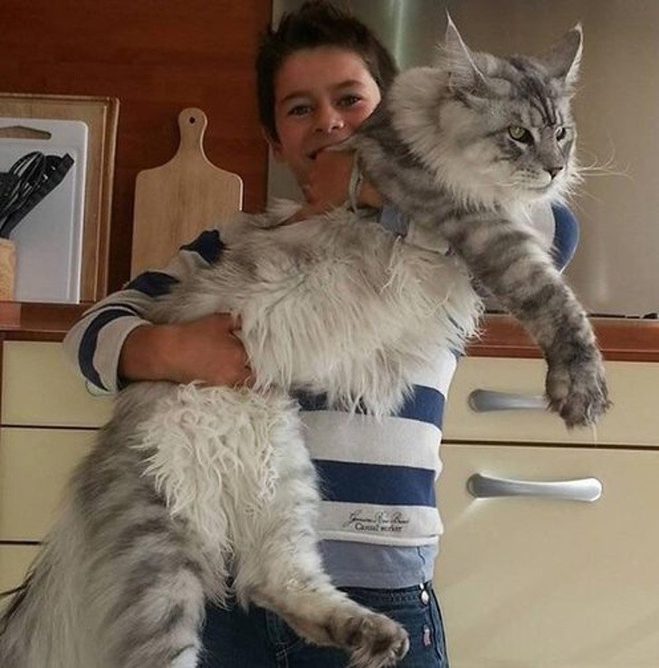 18. Perfekcyjny Maine Coon.