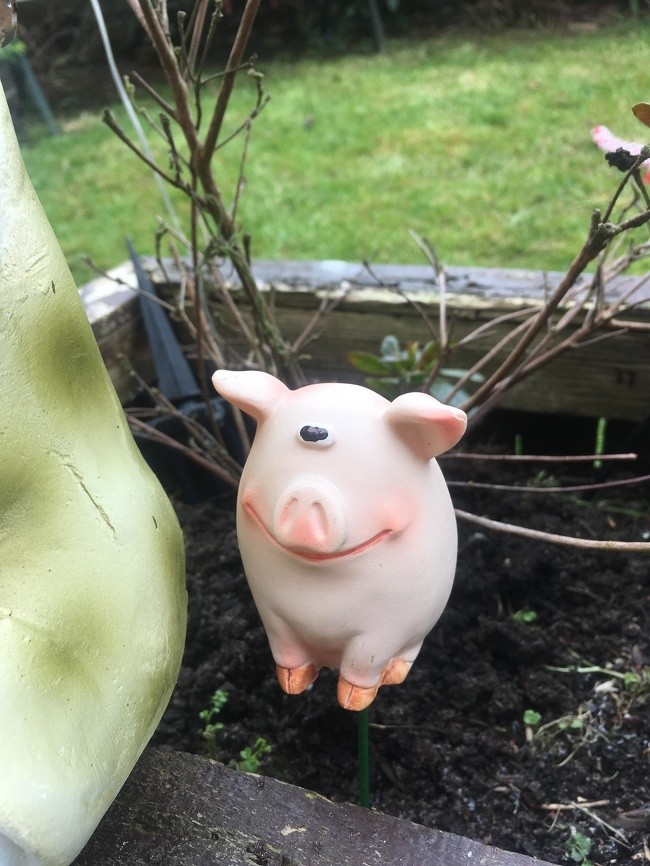 „Moja babcia kupiła tę świnkę, bo zrobiło jej się przykro gdy ją zobaczyła.”