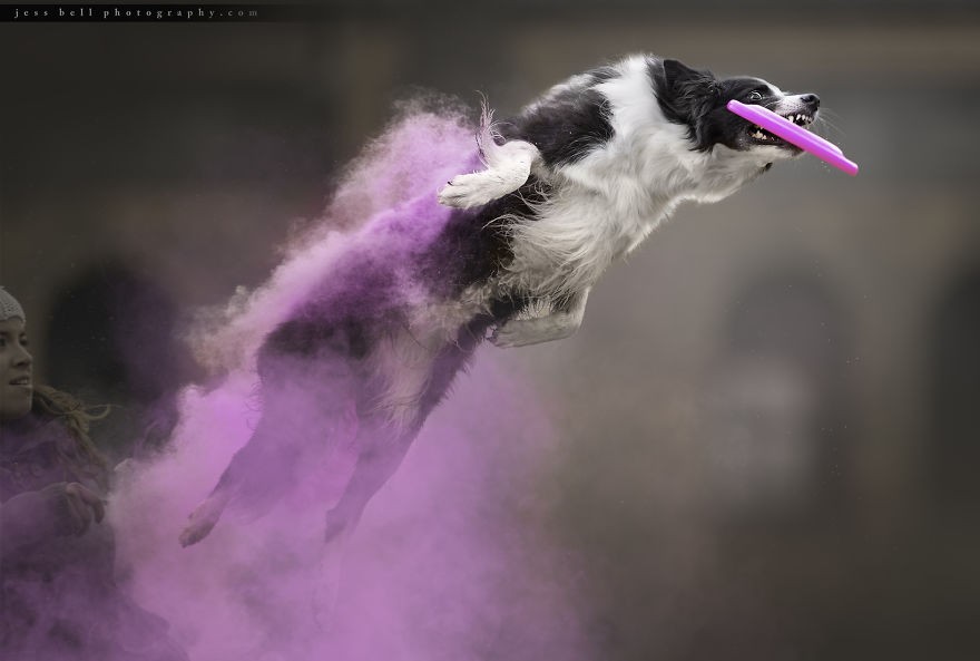 Border Collie