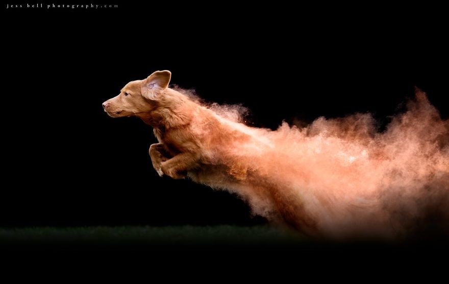 Nova Scotia Duck Tolling Retriever