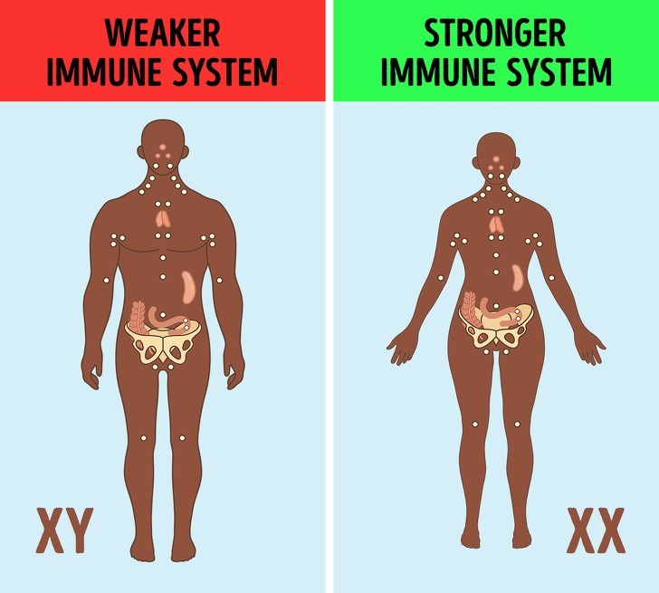 4. Chromosom X to część silnego układu odpornościowego