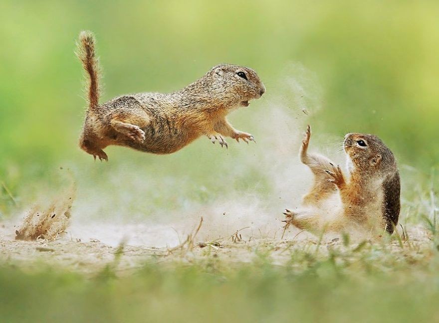 Wiewiórki Kung Fu