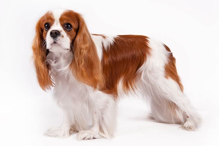 11. Wodnik - Cavalier King Charles Spaniel