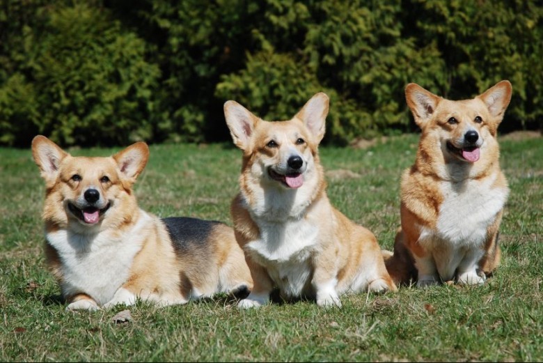 3. Bliźnięta - Welsh Corgi Pembroke