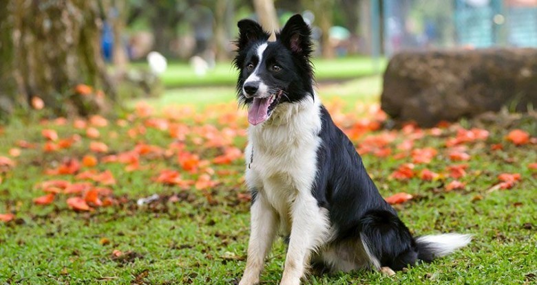 6. Panna - Border Collie