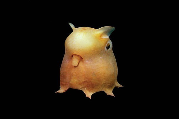 Grimpoteuthis