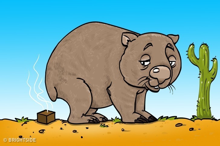 1. Wombaty