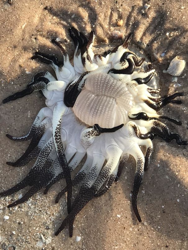 Nie wiem co to ale znalazłam na plaży 