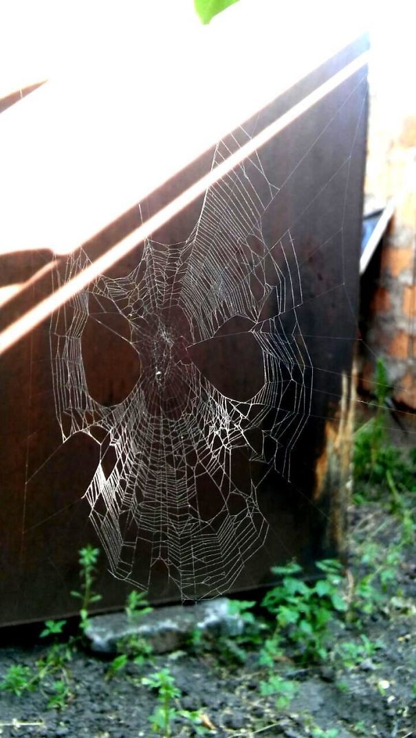 Pajęczyna wyglądająca jak maska Spider-Mana 