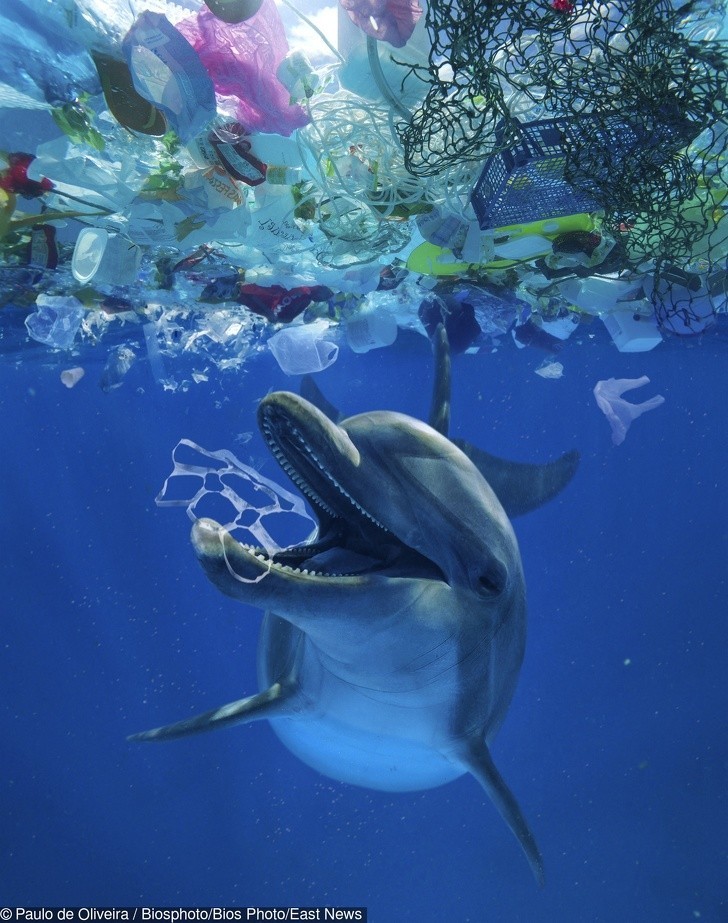 Delfin bawiący się plastikowymi śmieciami.