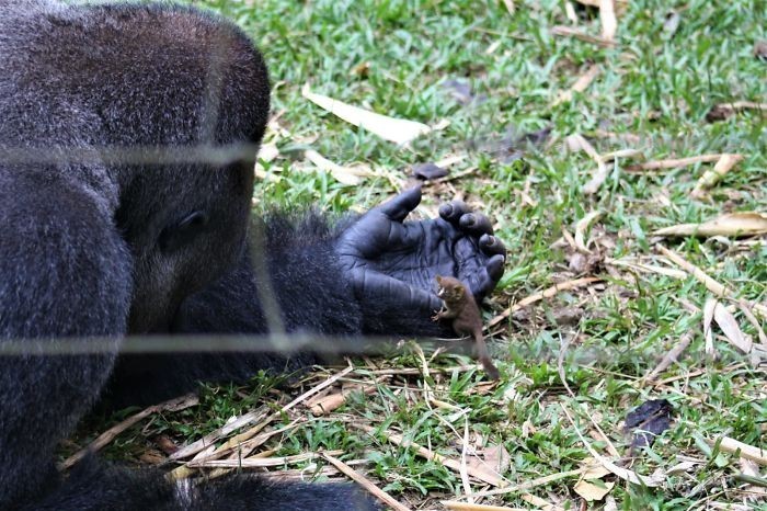 „Podczas porannego obchodu, jeden z opiekunów dostrzegł Bobo trzymającego malutkiego lemura afrykańskiego.”