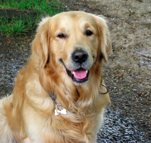 11 Golden Retriever