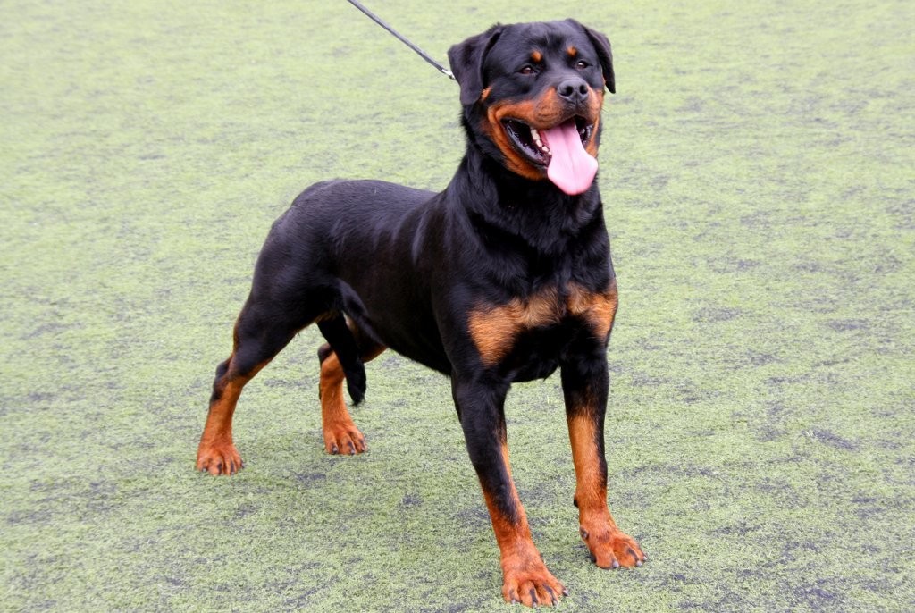 3 Rottweiler