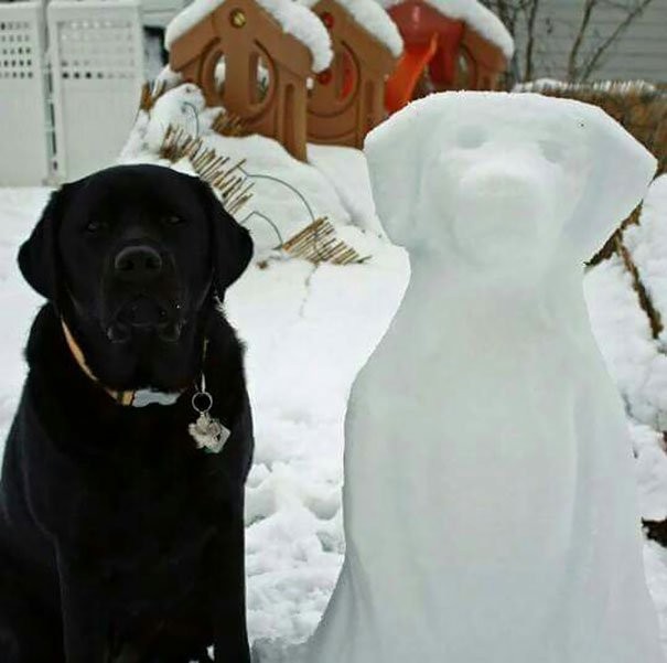 7 Labrador Retriever