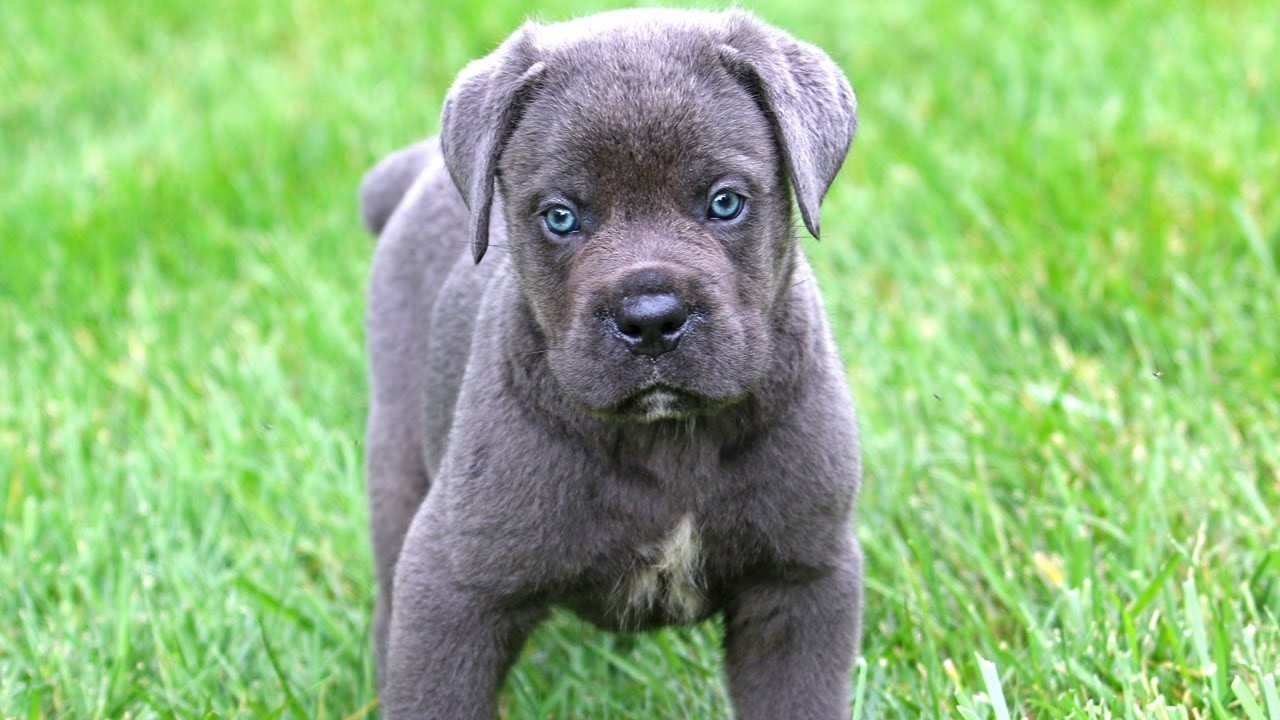 6 Cane corso SZCZENIAK