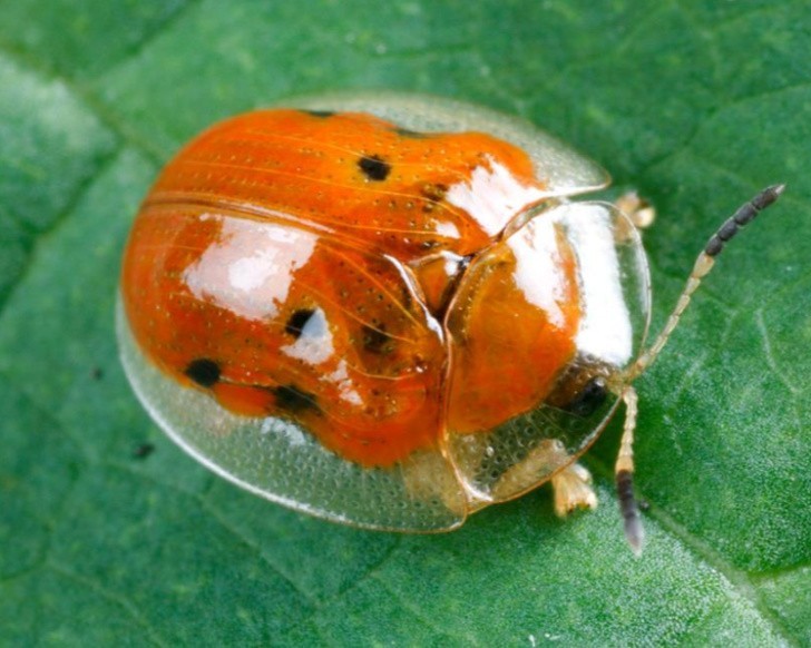 Charidotella sexpunctata