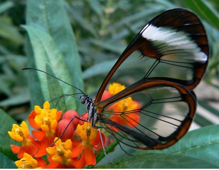 Motyl szklanoskrzydły