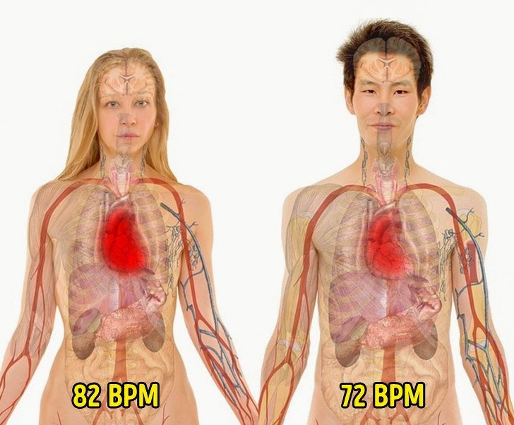 9. Serce kobiety bije szybciej niż serce mężczyzny