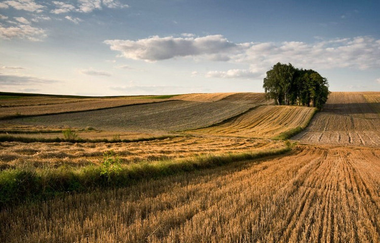 8. SIERPIEŃ